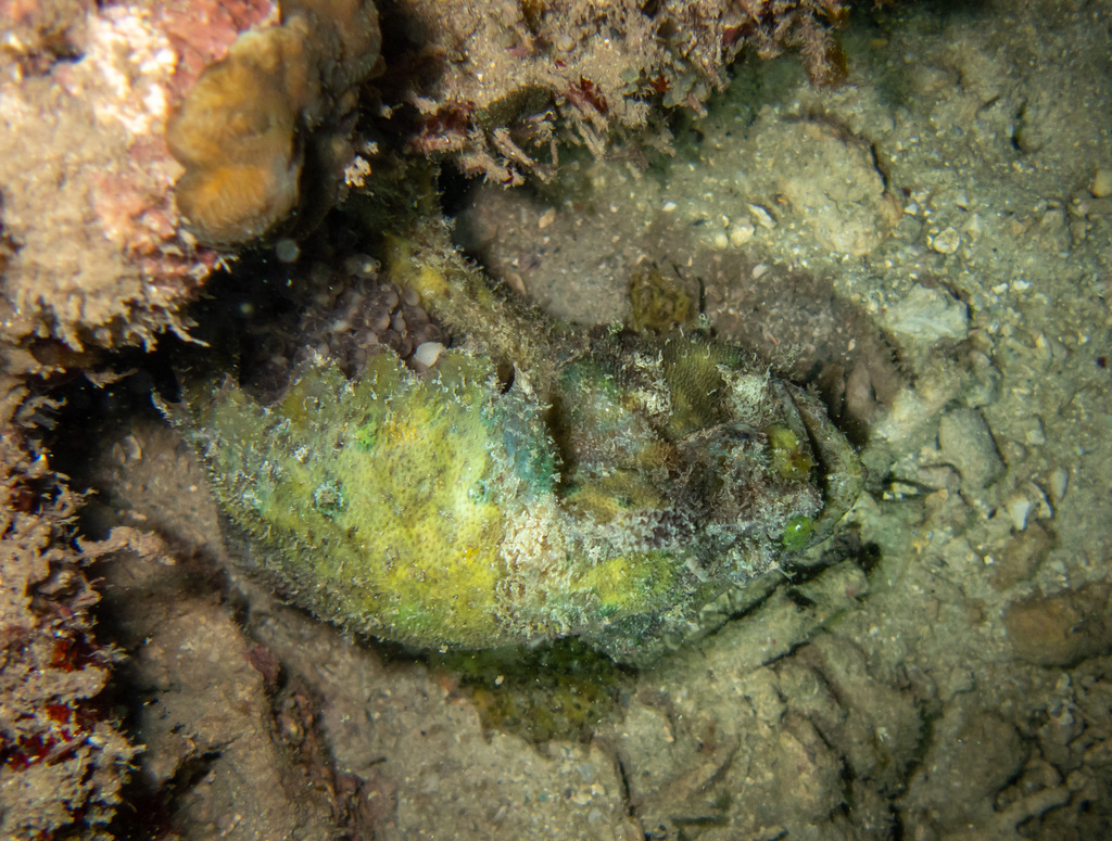 marble-mouthed frogfish