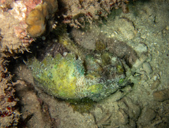 Marble-Mouthed Frogfish photo 4