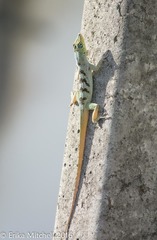 Anolis roquet salinei