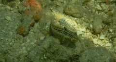 Parapercis australis