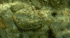 Parapercis australis