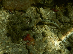 Parapercis australis