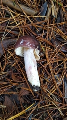 Russula queletii