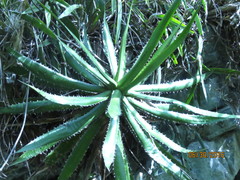 Agave xylonacantha