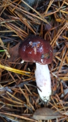 Russula queletii