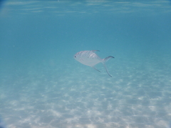 Trachinotus baillonii