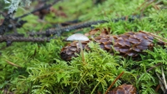 Strobilurus occidentalis