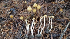 Psilocybe pelliculosa