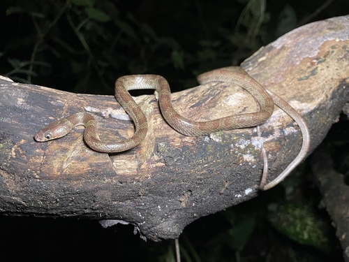 Photo of a Muller's Wolf Snake (Lycodon muelleri)