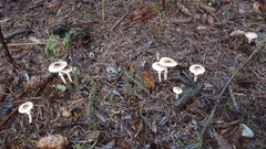 Lepiota felina