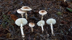 Lepiota felina