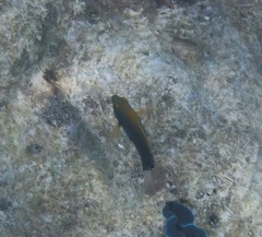 Pomacentrus chrysurus