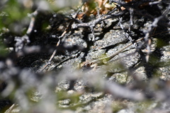 Sceloporus angustus