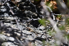 Sceloporus angustus