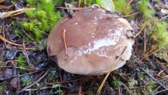 Suillus quiescens