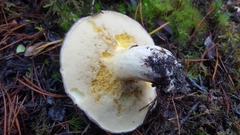 Suillus quiescens