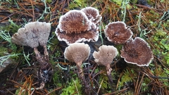 Hydnellum subzonatum