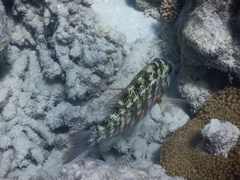 Lethrinus obsoletus