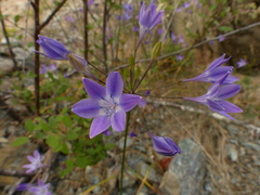 Triteleia bridgesii