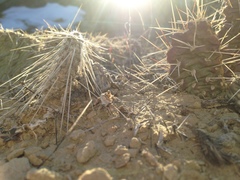 Opuntia × debreczyi