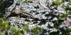 Sceloporus angustus