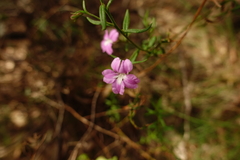 Coopernookia barbata