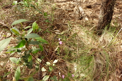 Coopernookia barbata