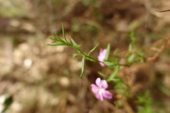 Coopernookia barbata
