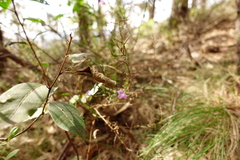 Coopernookia barbata