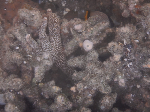 Nardoa tuberculata