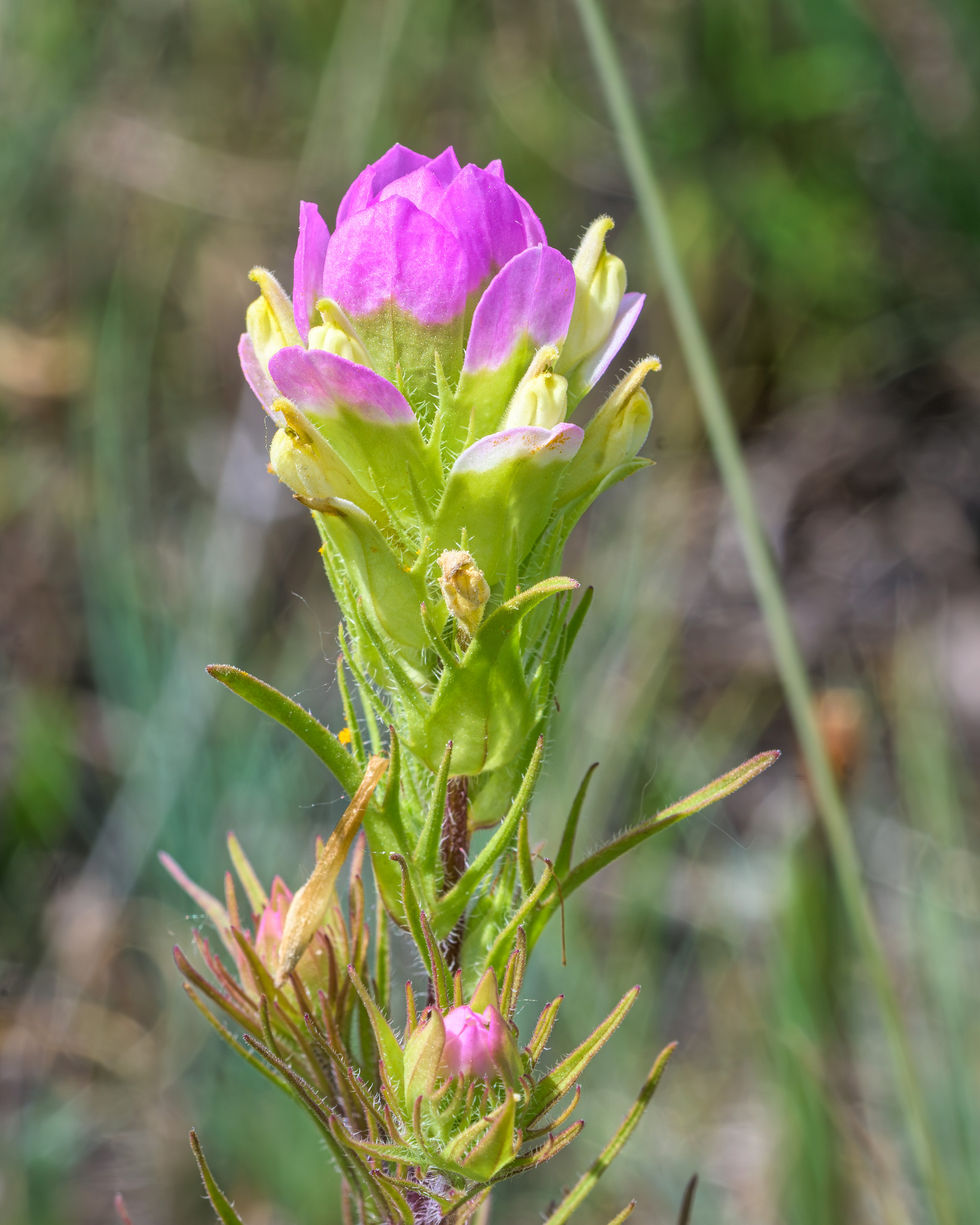 Orthocarpus tenuifolius