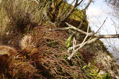 Dendrobium striolatum