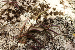 Dendrobium striolatum