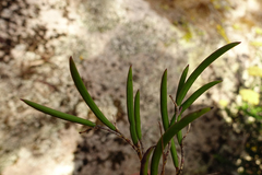 Dendrobium striolatum