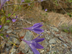 Triteleia bridgesii