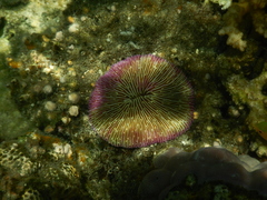 Fungia fungites