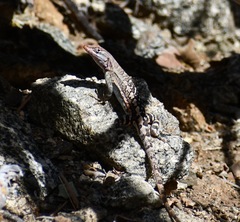 Sceloporus angustus