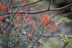 Psittacanthus sonorae