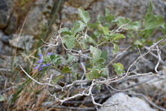 Salvia platycheila