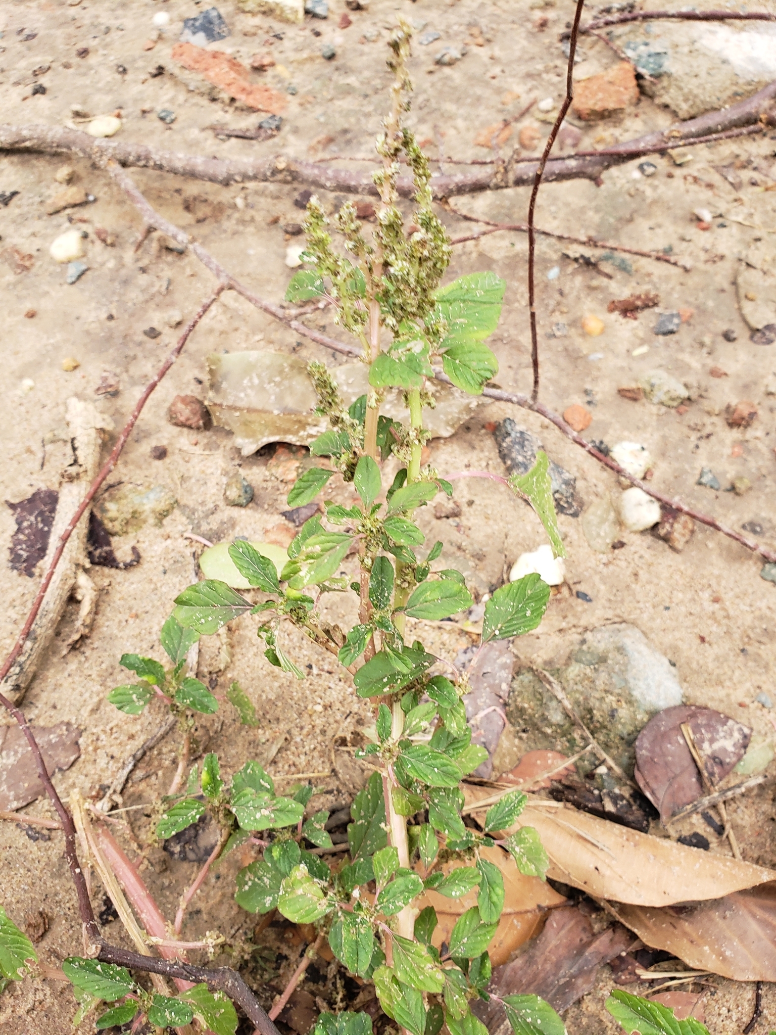Amaranthus blitum (Amaranthus blitum)