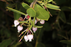 Arctostaphylos densiflora