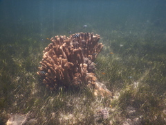 Pocillopora grandis