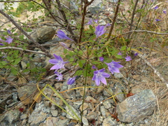 Triteleia bridgesii