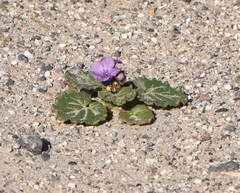Phacelia calthifolia