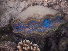 Tridacna derasa
