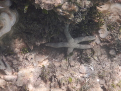 Nardoa tuberculata