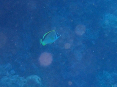 Johnrandallia nigrirostris