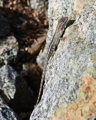 Sceloporus angustus