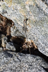 Sceloporus angustus
