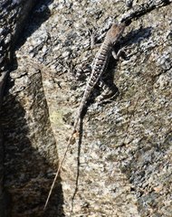 Sceloporus angustus